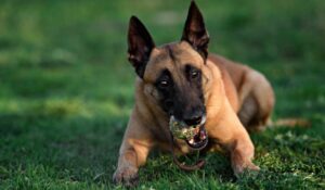 How fast can a Belgian malinois run?