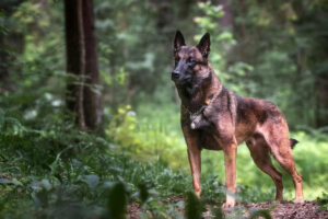 How much exercise does a malinois need?