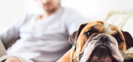 Can dogs sense negative energy