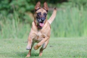 how fast can a belgian malinois run