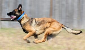 how fast can a belgian malinois run