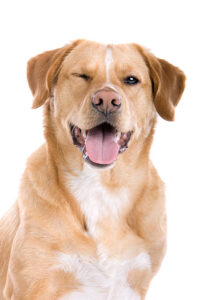 What does it mean when a dog winks at you