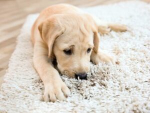 Why do dogs scratch the carpet