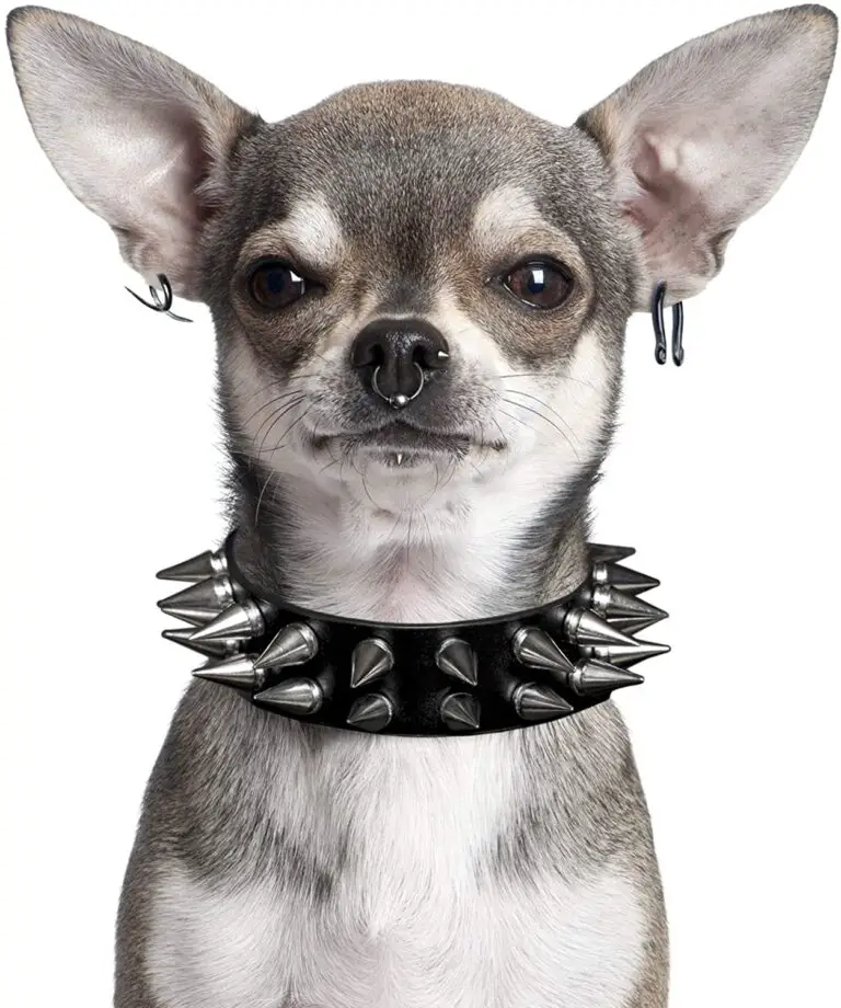 Dog Ear Piercing Safety, Ethics, and Legality