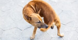Dog licking base of tail