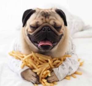 Can dogs eat hot chips