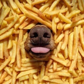 Can dogs eat hot chips