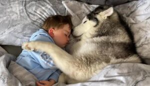 Do huskies like to cuddle