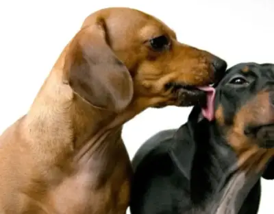 Why do dogs lick other dogs ears