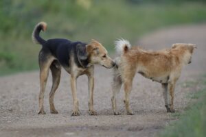 Signs that a male dog wants to mate