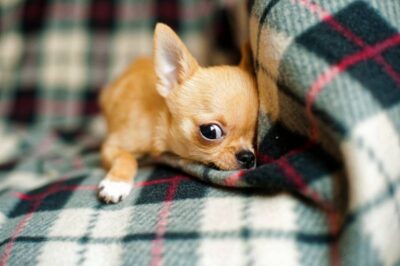 why are chihuahuas so mean