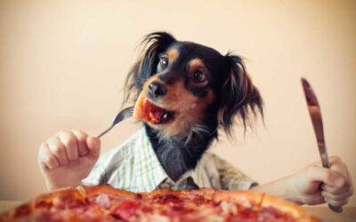 Can dog eat pepperoni
