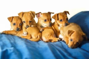 How many puppies can a Chihuahua have?