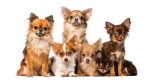 How many puppies can a Chihuahua have?