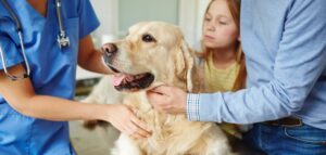 When to euthanize a dog with hemangiosarcoma