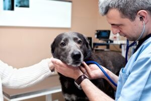 When to euthanize a dog with hemangiosarcoma