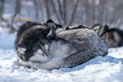 Is 30 degrees too cold for a husky