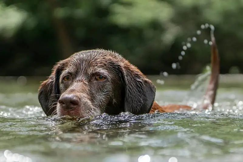 Do labs like water Secret you should know about labs love for water