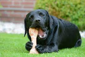 Why do dogs like to chew?