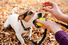 Why do dogs like to chew?