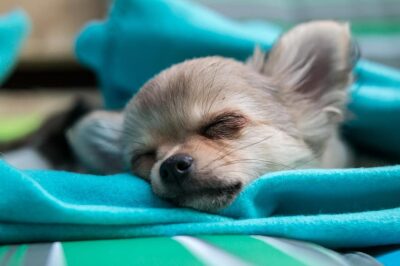 Why do chihuahuas sleep so much?