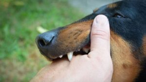 why does my dog bite my hands?