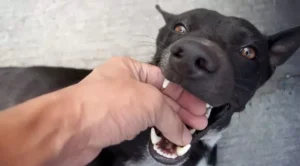 why does my dog bite my hands?