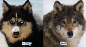 Are Huskies Wolves