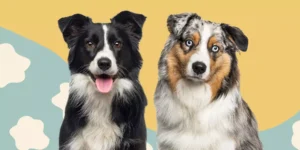 Are Australian shepherds good with cats?