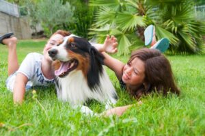 Are Australian shepherds good with cats?