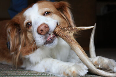 Why do dogs like antlers?