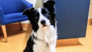 Can Border Collies be left alone?