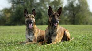 Are Belgian Malinois good with other dogs?