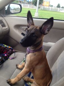 When do Belgian Malinois ears stand up?