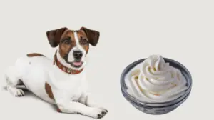 Can dogs eat cream cheese?