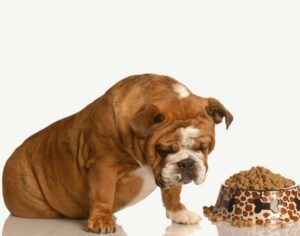 Can humans eat dog food?
