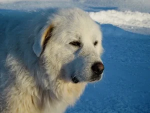 Do great Pyrenees like water?