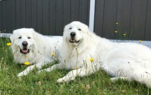 Do great Pyrenees like water?