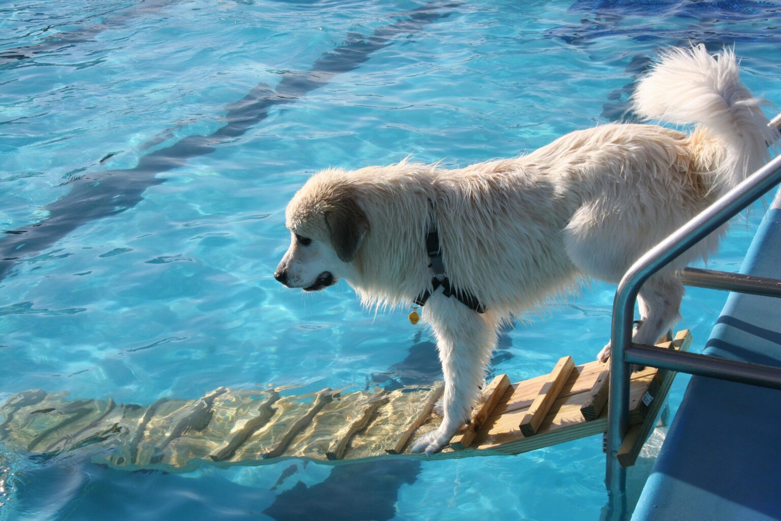 Do great Pyrenees like water?