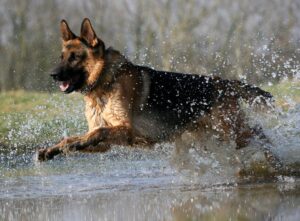 How fast can a German shepherd run?