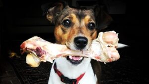Are ham bones safe for dogs?