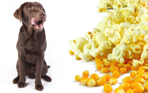 Can dogs eat white cheddar popcorn?