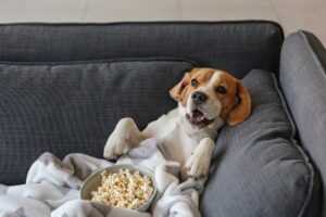 Can dogs eat white cheddar popcorn?