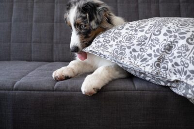 Why does my dog lick my pillow?
