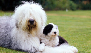 Do old English sheepdogs shed?
