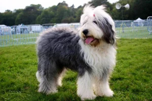 Do old English sheepdogs shed?