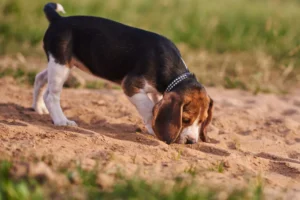 Why do dogs sniff before they pee?