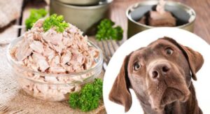 Can dogs eat tuna salad?