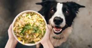 Can Dogs Eat Yellow Rice?