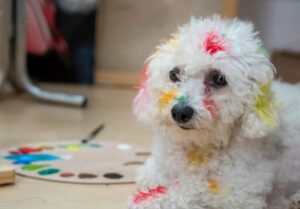 Is acrylic paint toxic to dogs?